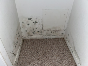 The Importance of Hiring a Professional Mold Inspection Company